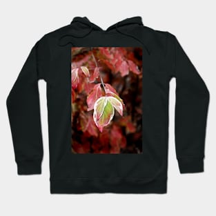 November Dogwood Hoodie